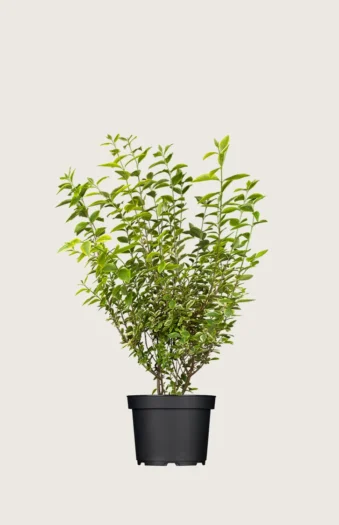 Gulbroket liguster 60cm Grenet | Plantinavia