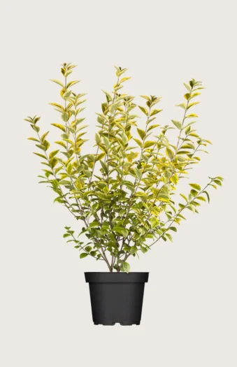 Gulbroket liguster 100cm Outlet | Plantinavia