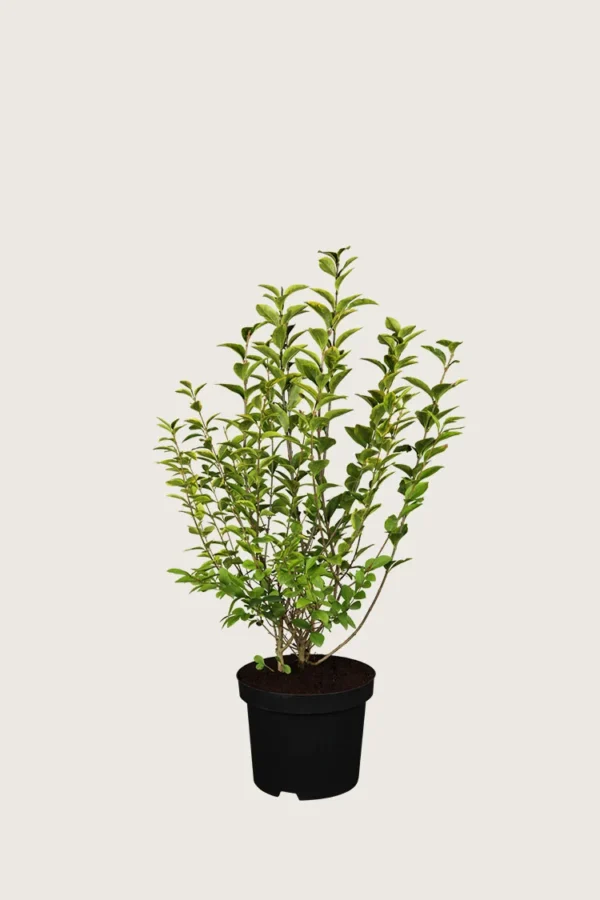 Gulbroket liguster 80cm Outlet | Plantinavia