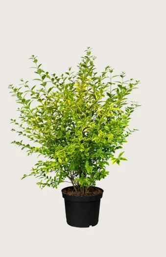 Gulbroket liguster 100cm Velgrenet | Plantinavia
