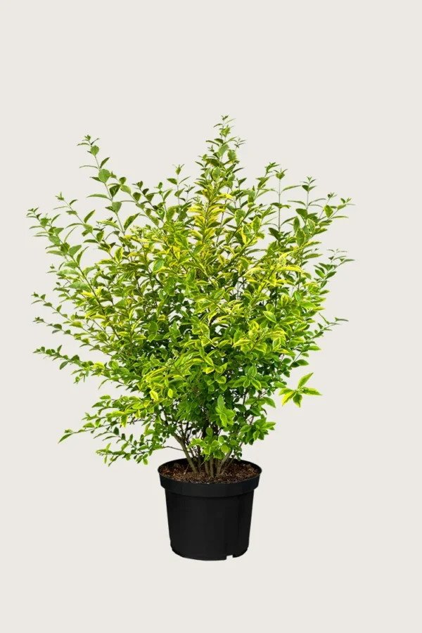 Gulbroket liguster 100cm Velgrenet | Plantinavia