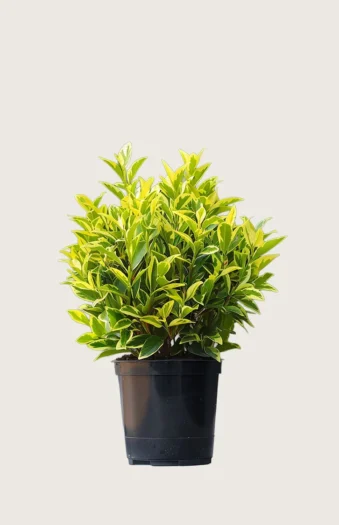 Gulbroket liguster 80cm Velgrenet | Plantinavia