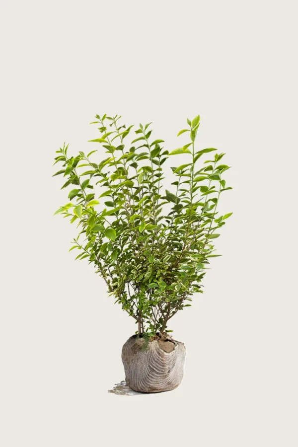 Gulbroket liguster 100cm Grenet | Plantinavia