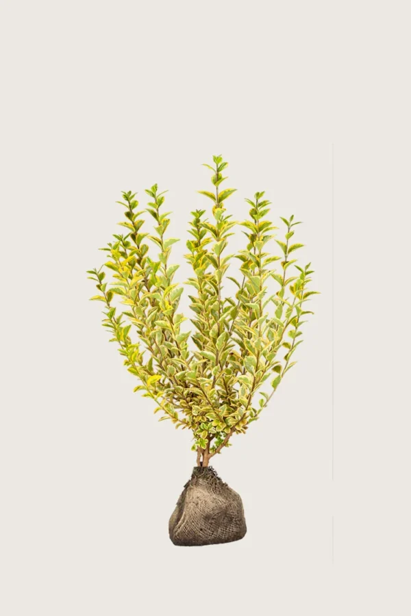 Gulbroket liguster 80cm Outlet | Plantinavia