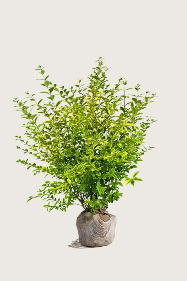 Gulbroket liguster 100cm Velgrenet | Plantinavia