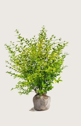 Gulbroket liguster 125cm Velgrenet | Plantinavia