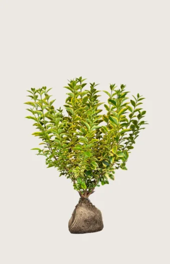 Gulbroket liguster 80cm Velgrenet | Plantinavia