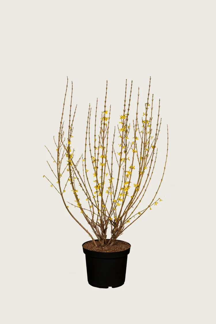 Gullbusk 60cm Grenet | Plantinavia