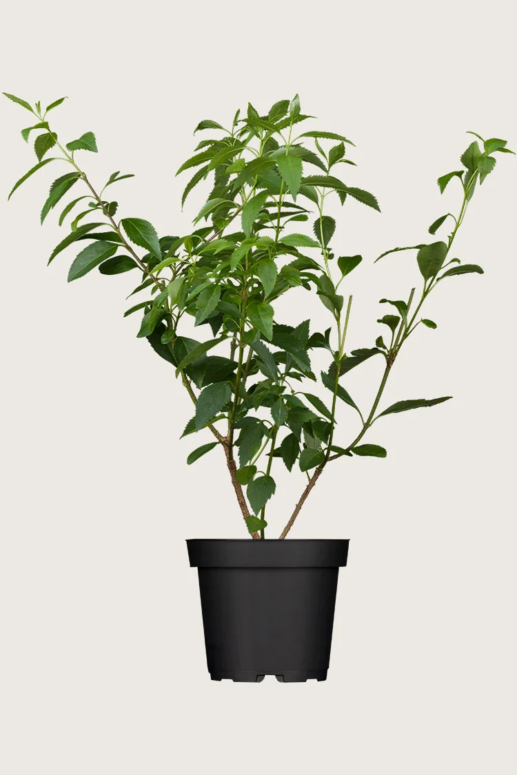 Gullbusk 100cm Velgrenet | Plantinavia