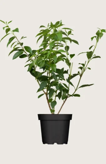 Gullbusk 150cm Velgrenet | Plantinavia
