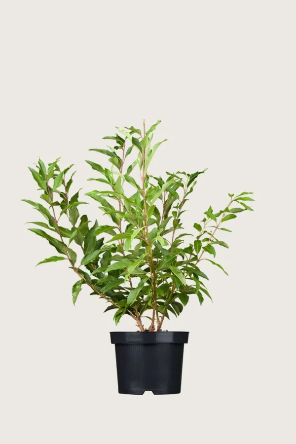 Gullbusk 80cm Velgrenet | Plantinavia