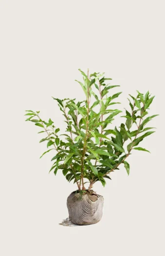 Gullbusk 100cm Velgrenet | Plantinavia