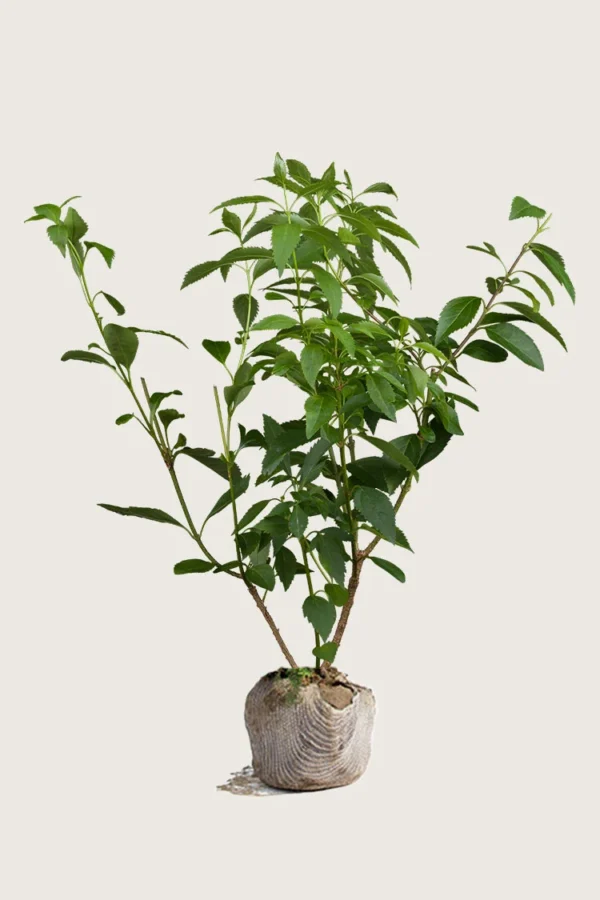 Gullbusk 125cm Velgrenet | Plantinavia