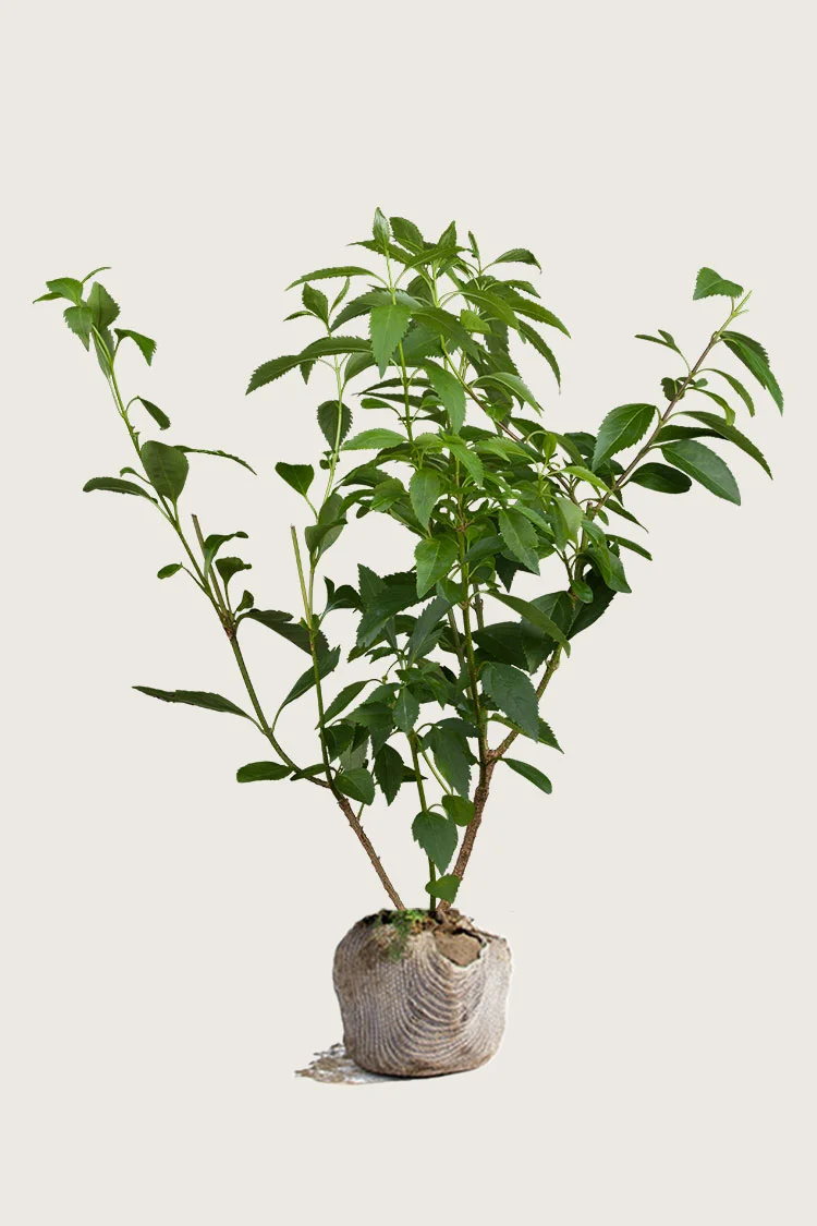 Gullbusk 175cm Velgrenet | Plantinavia