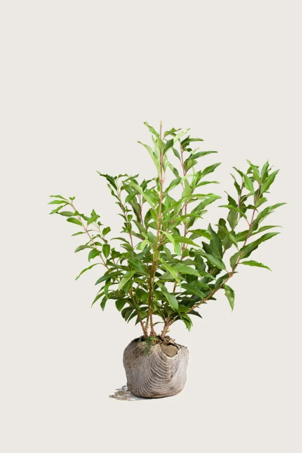 Gullbusk 80cm Velgrenet | Plantinavia