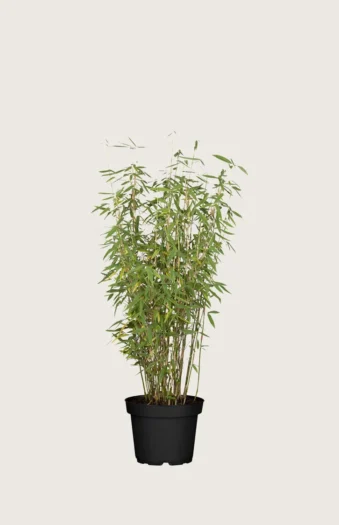 Gullrørbambus Jumbo 80cm Velgrenet | Plantinavia