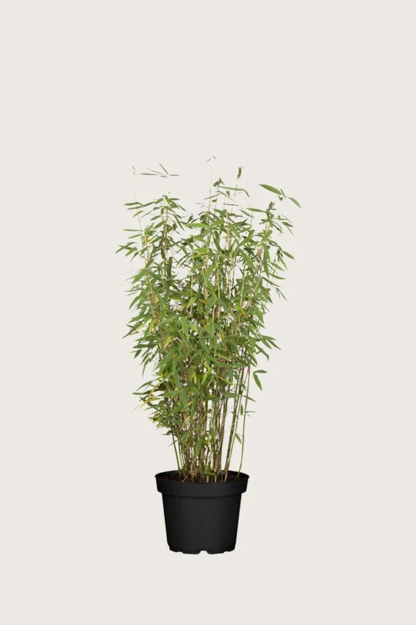 Gullrørbambus Jumbo 80cm Velgrenet | Plantinavia