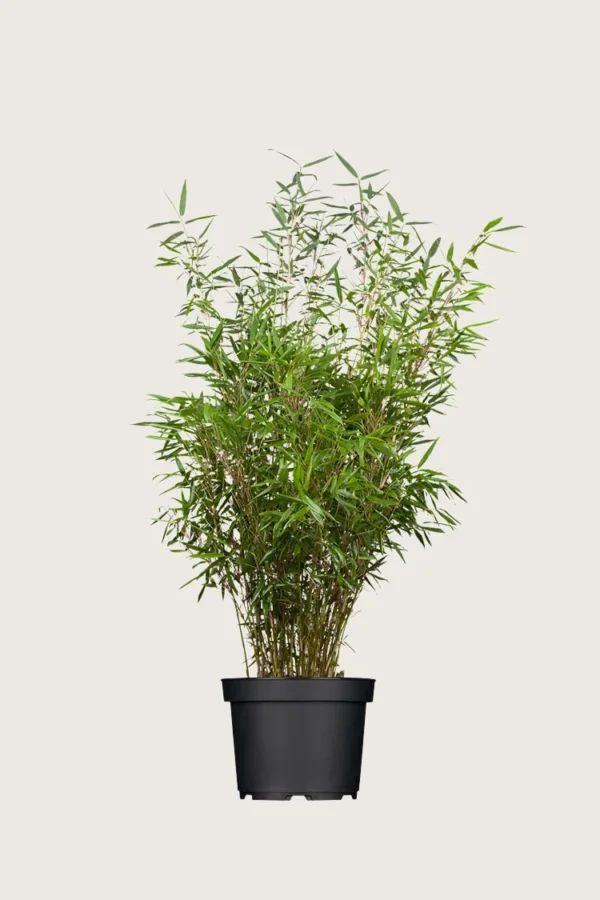 Gullrørbambus Rufa 125cm Grenet | Plantinavia