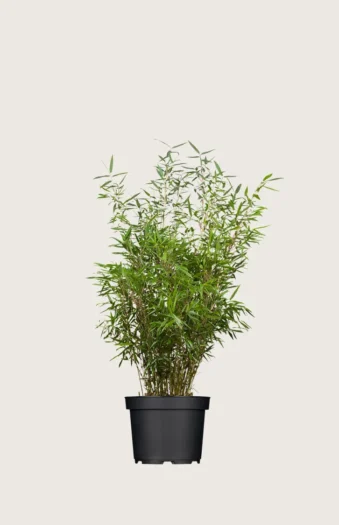 Gullrørbambus Rufa 60cm Velgrenet | Plantinavia