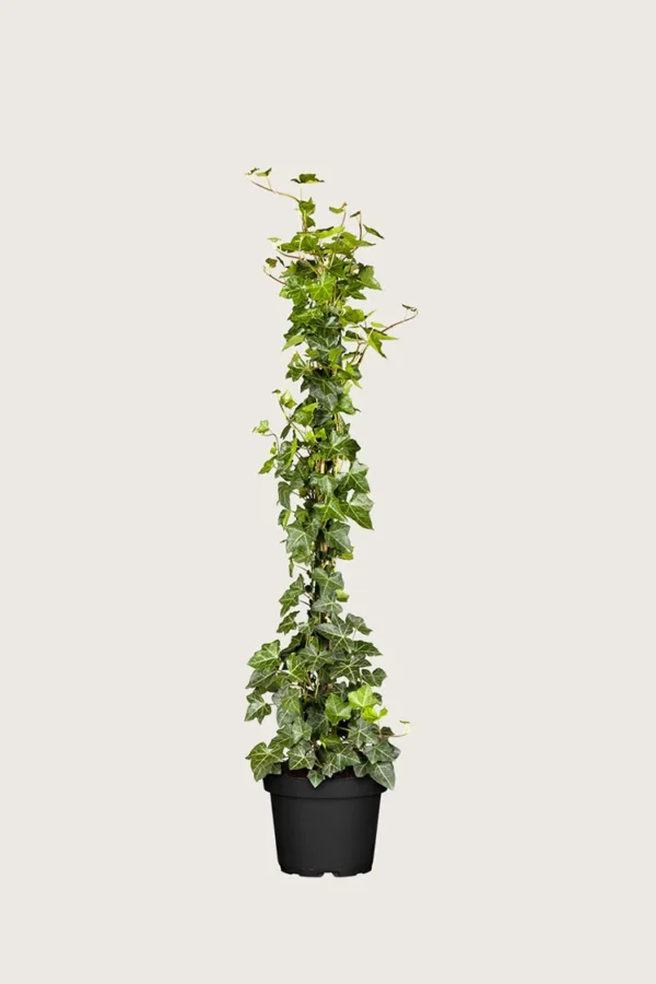 Hagebergflette 150cm Grenet | Plantinavia
