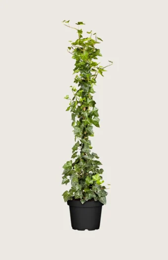 Hagebergflette 250cm Grenet | Plantinavia