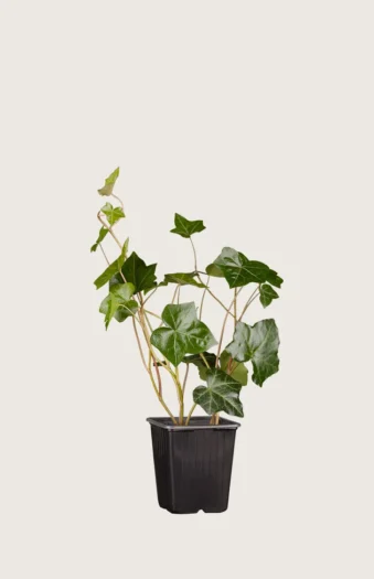 Hagebergflette 40cm Grenet | Plantinavia