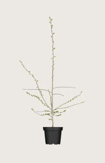 Hagtorn 125cm Grenet | Plantinavia