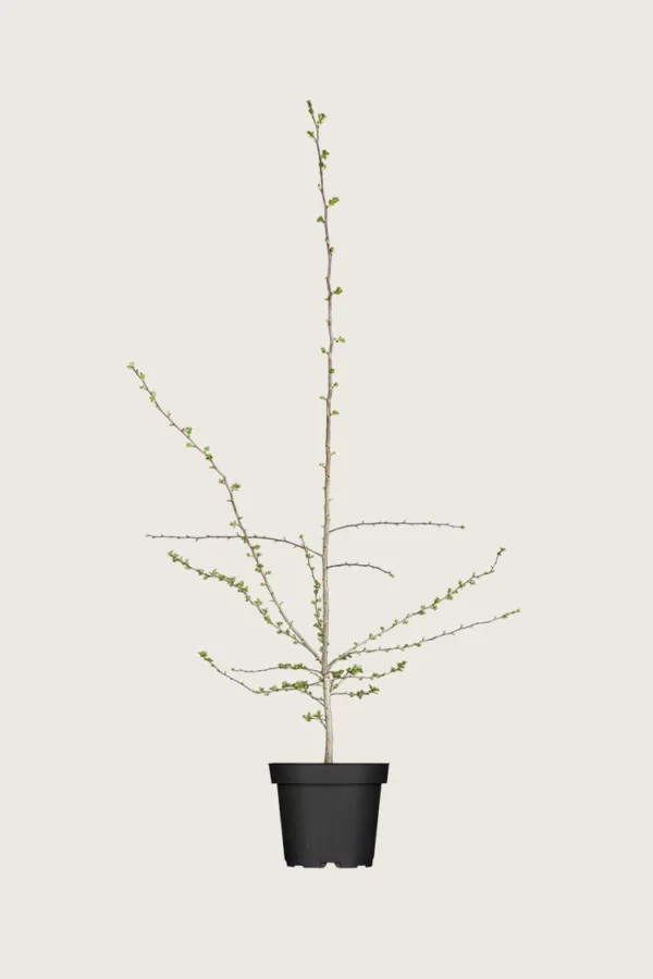 Hagtorn 60cm Grenet | Plantinavia