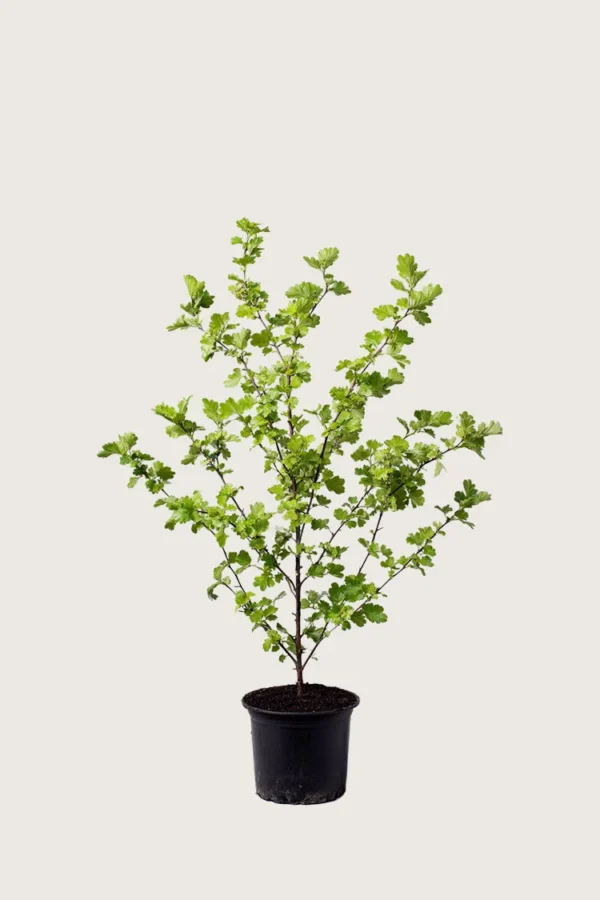 Hagtorn 60cm Velgrenet | Plantinavia