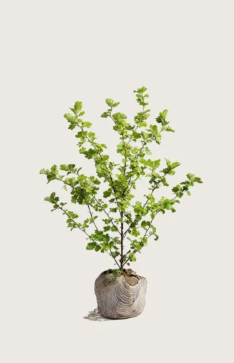 Hagtorn 125cm Velgrenet | Plantinavia