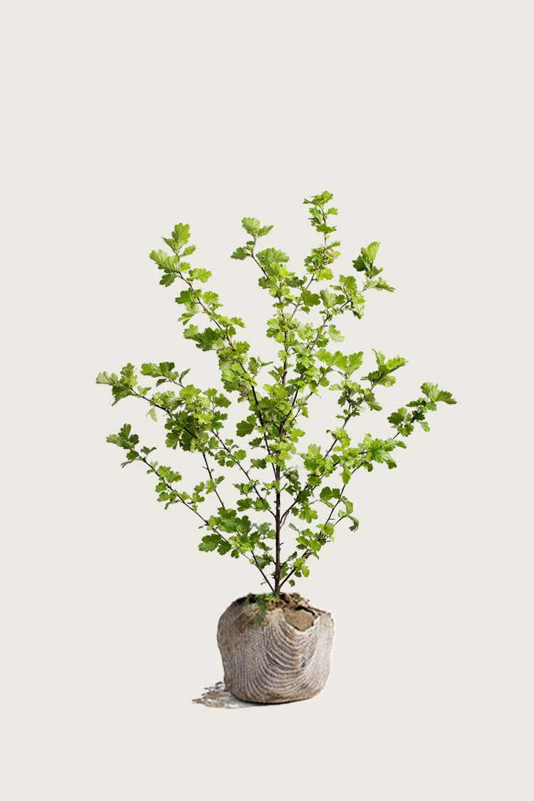 Hagtorn 125cm Velgrenet | Plantinavia