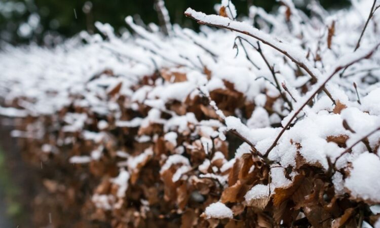 Hvordan holde agnbøk hekken fin gjennom vinteren