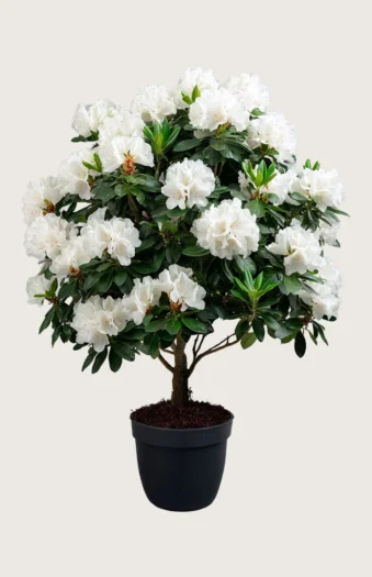 Hvit Rhododendron 200cm Velgrenet | Plantinavia