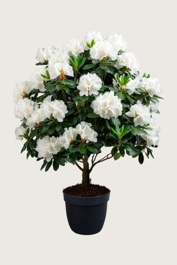 Hvit Rhododendron 250cm Velgrenet | Plantinavia