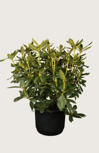 Hvit Rhododendron 100cm Grenet | Plantinavia