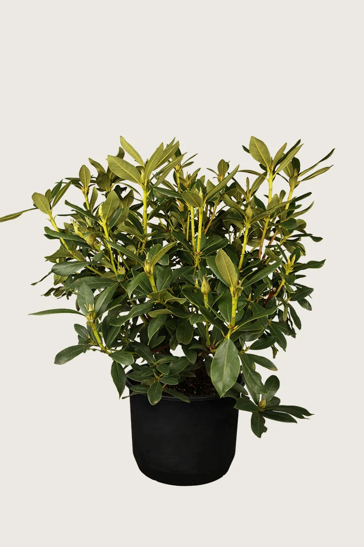 Hvit Rhododendron 80cm Grenet | Plantinavia