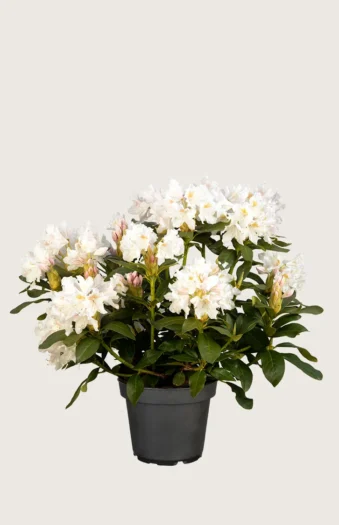 Hvit Rhododendron 80cm Velgrenet | Plantinavia