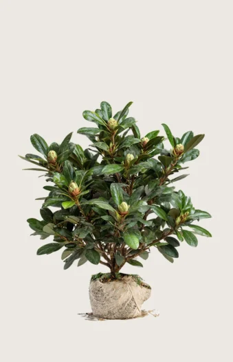 Hvit Rhododendron 100cm Grenet | Plantinavia