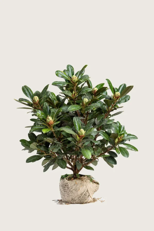 Hvit Rhododendron 60cm Grenet | Plantinavia