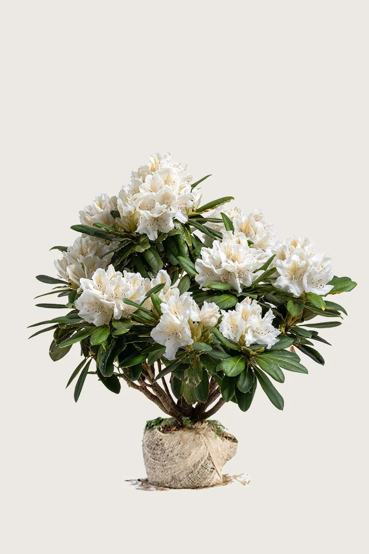 Hvit Rhododendron 100cm Velgrenet | Plantinavia