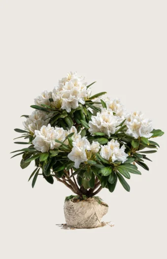 Hvit Rhododendron 60cm Velgrenet | Plantinavia