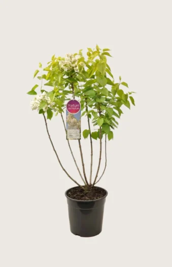 Hvit Syrin 100cm Velgrenet | Plantinavia