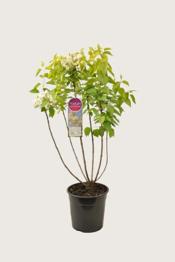 Hvit Syrin 125cm Velgrenet | Plantinavia