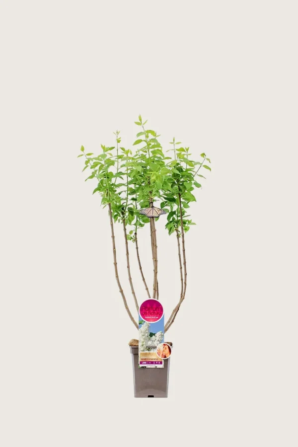 Hvit Syrin 80cm Velgrenet | Plantinavia