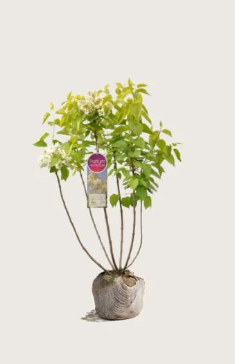 Hvit Syrin 125cm Velgrenet | Plantinavia