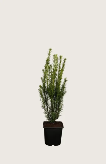 Hybridbarlind 'Grønland' 60cm Grenet | Plantinavia