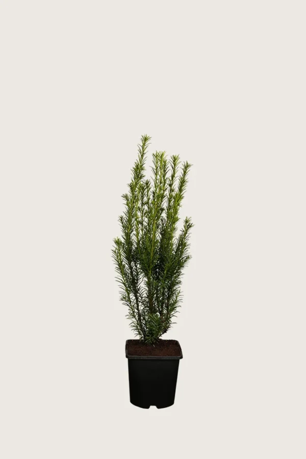 Hybridbarlind 'Grønland' 60cm Grenet | Plantinavia