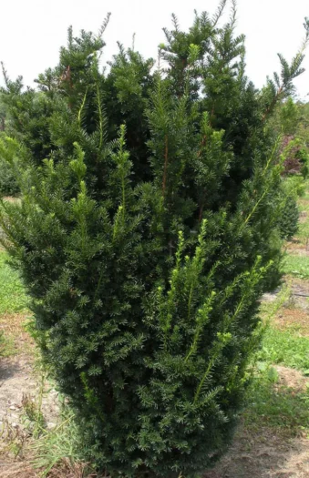 Hybridbarlind Hicksii 200cm Velgrenet | Plantinavia