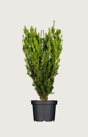 Hybridbarlind Hicksii 125cm Grenet | Plantinavia