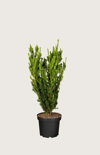 Hybridbarlind Hicksii 60cm Grenet | Plantinavia